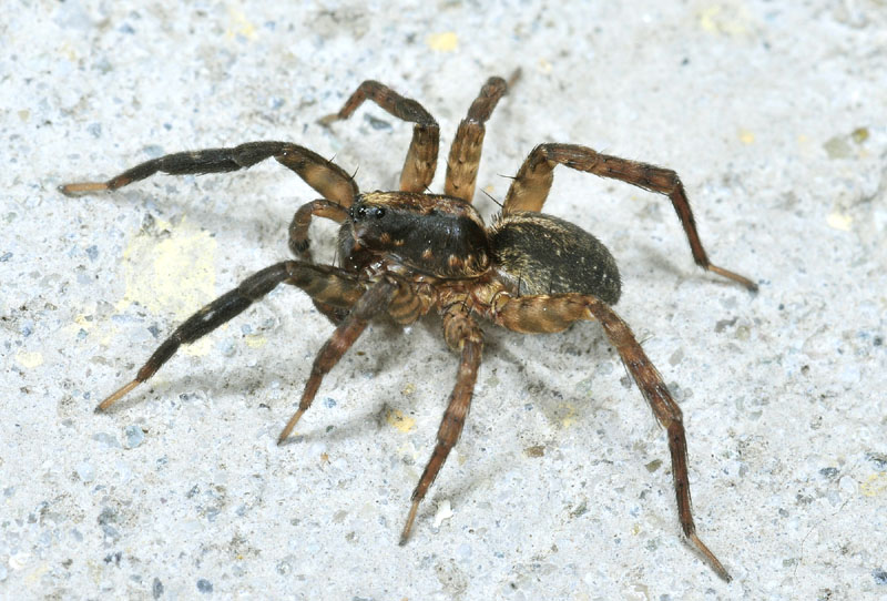 Lycosidae: cfr. Trochosa sp. - Toano (RE)